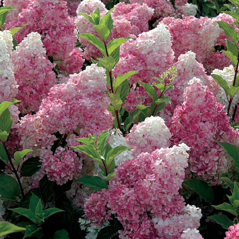 Hydrangea paniculata vanille fraise